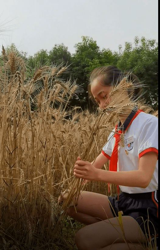 央视客户端《观察点日记》：麦子熟了