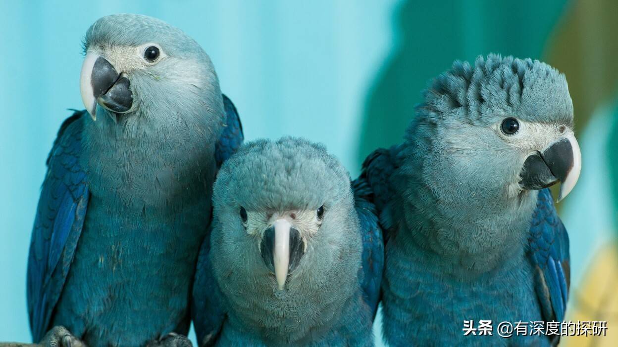 这些是2018年灭绝的动物