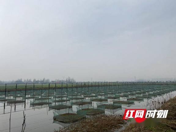 南县浪拔湖镇：黄鳝游出网 黄金赚万两