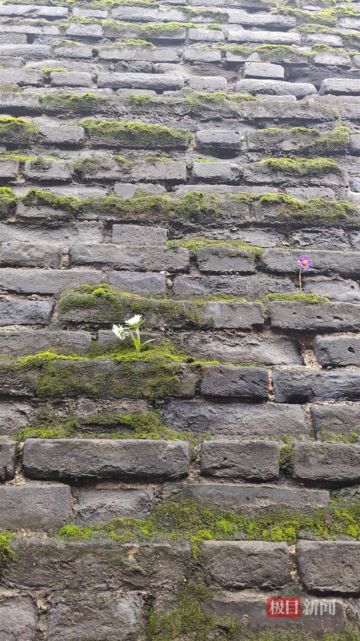 西安连续一个多月降雨遍地长蘑菇,大雁塔受潮,城墙布满青苔,气象局解释成因