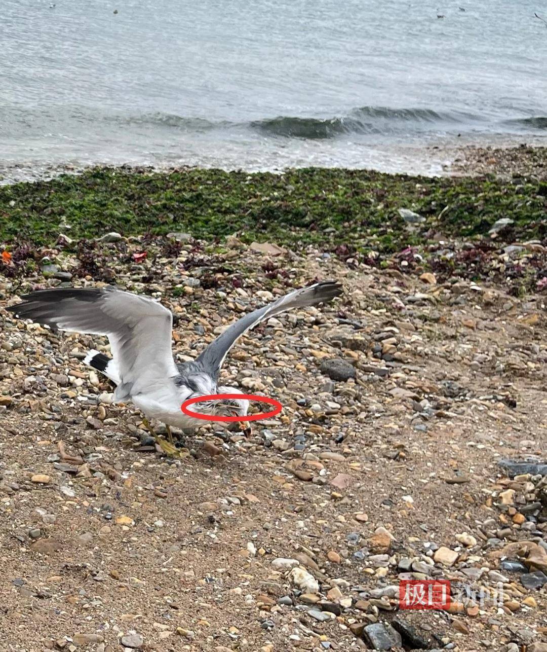女子游大连接连看到两只海鸥被竹签穿身,呼吁游客不要用竹签插食投喂,当地回应