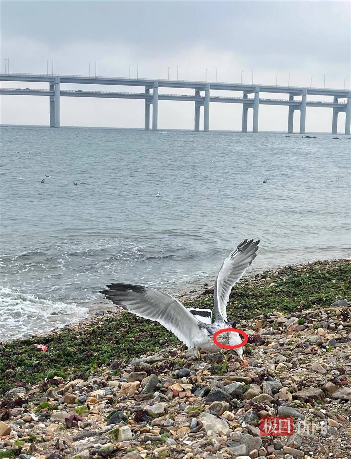 女子游大连接连看到两只海鸥被竹签穿身,呼吁游客不要用竹签插食投喂,当地回应