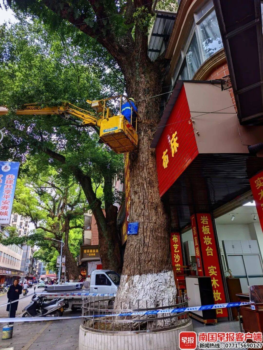 自家房屋采光被遮挡,广西贺州一男子给220年珍贵古树多次投毒!