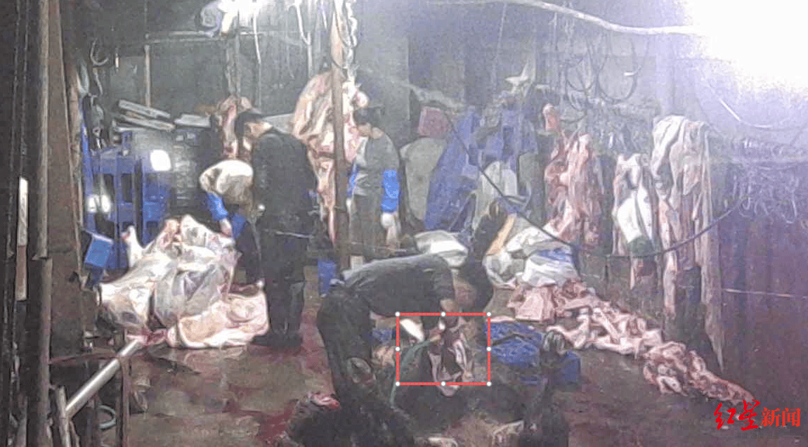 注水牛肉调查：屠宰场藏身农家院，深夜切开牛胸注水数分钟，牛肉连夜送批发市场