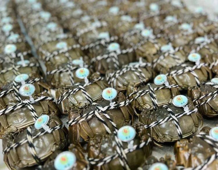 武汉江夏一地大闸蟹大量上市,日产1000斤当天售完,每只螃蟹有自己的“身份证”,吃深海小黄鱼长大