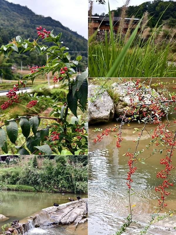 推窗见梯田!梧桐山民宿:把日子过成诗