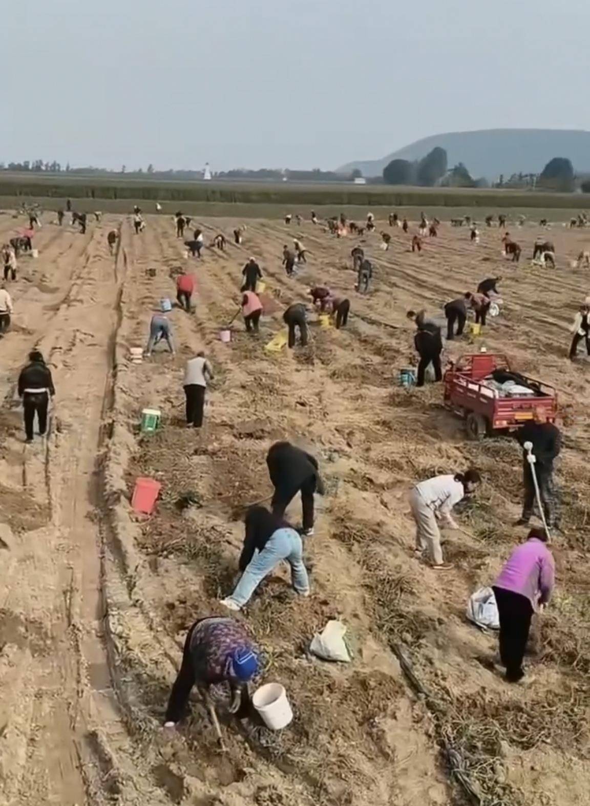 数百人冲进地里捡红薯,田主称是秋收剩下的,网友:免费翻地,利人利己