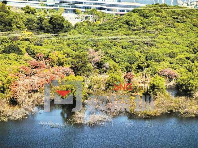 水库岸边枯树成片倒伏 龙华区水务局:水淹后自然枯萎,三天内清完