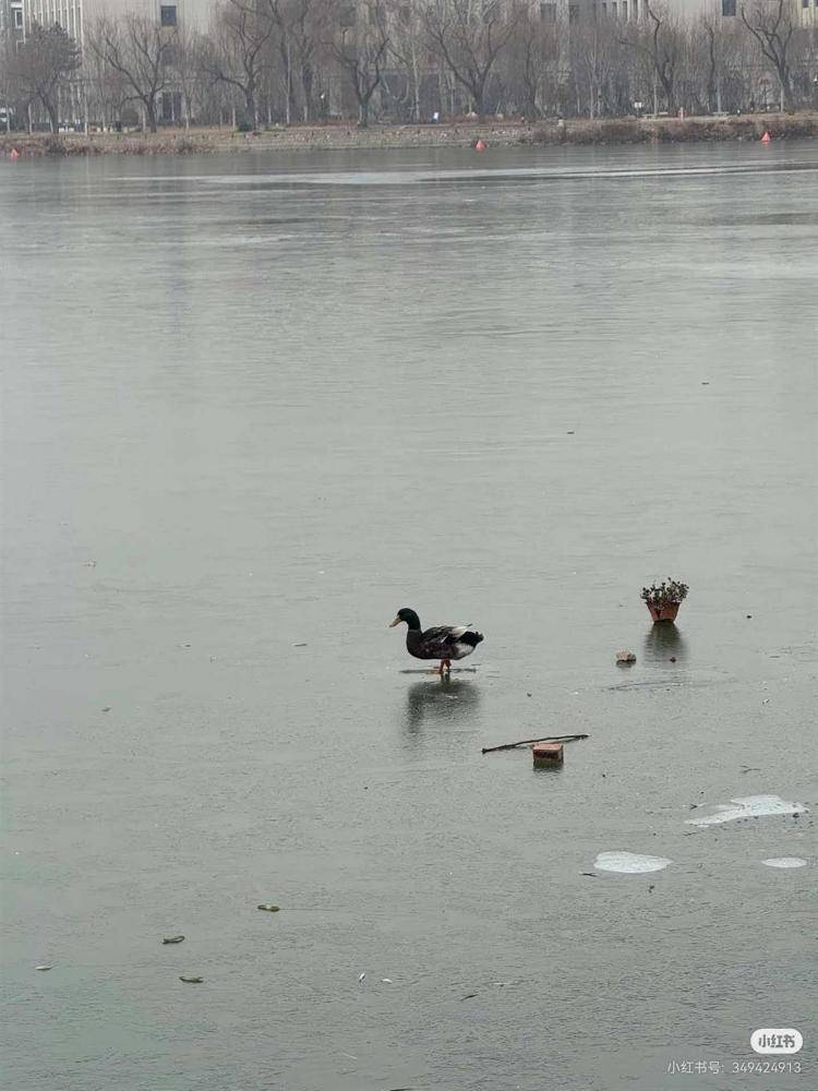 游客称天津一公园有鸭子被冻在冰面上,景区:是野鸭,去救时它能走动,每年都有被冻住的情况